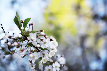 White flower on the tree. Apple and cherry blossoms. Spring flowering.