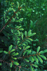 Fir branches with cones. Pinery. Trees in the forest. Glare of the sun.