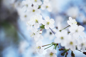 White flower on the tree. Apple and cherry blossoms. Spring flowering.