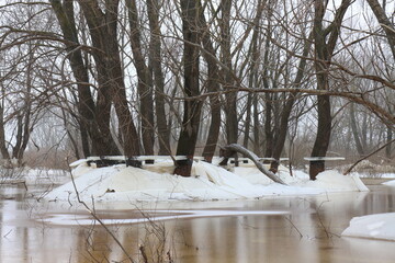 Blocks of ice near the trees and brown water in the Staritsa River after the winter flood