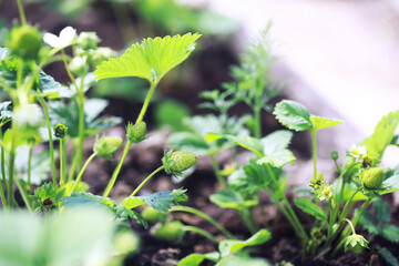 Young sprouts of seedlings in the vegetable garden. Greenery in a greenhouse. Fresh herbs in the spring on the beds.