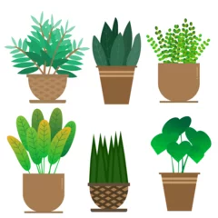 Glasschilderij Cactus in pot cactus in pots