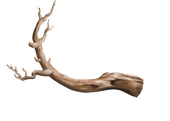 Tree branch 