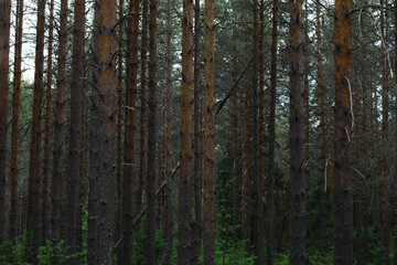 Fototapeta premium Fir branches with cones. Pinery. Trees in the forest. Glare of the sun.