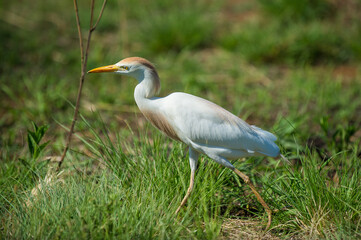 White egret walking in the grass