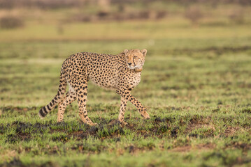 Female cheetah with tracking device around her neck