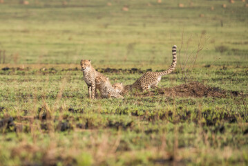 Family of cheetahs in the bushveld