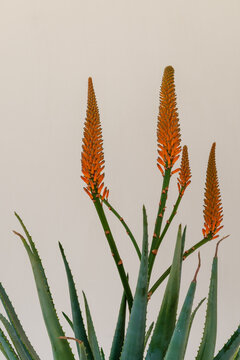 Closeup view of bright orange flower of succulent aloe reitzii blooming indoors