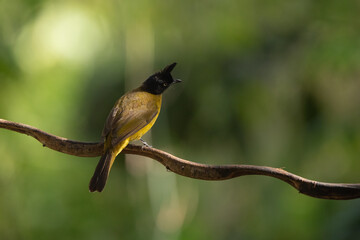 Black Crested Bulbul stand in the rain forest