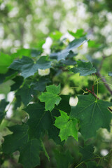 White flowers on a green bush. Spring cherry apple blossom. The white rose is blooming.