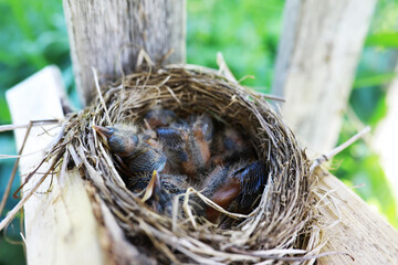 Bird's nest with bird in early summer. Eggs and chicks of a small bird. Starling. Feeds the chicks.