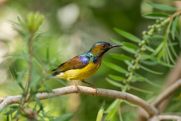 Brown Throated Sunbird  stand in the rain forest