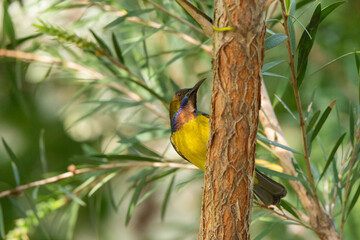 Brown Throated Sunbird  stand in the rain forest