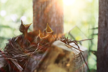 Bird nest with chicks in the wild. Starling eggs and chicks.