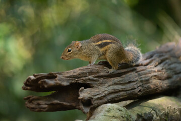 Fototapeta premium Burmese Stripe Squirrel in the rain forest