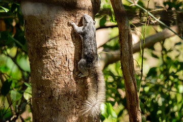 Finlayson's squirrel in the rain forest