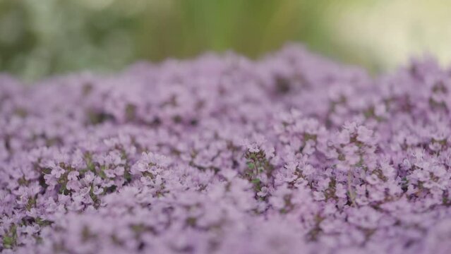 Slow motion thyme flowers blossom closeup