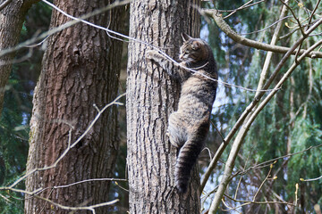 	
Wildernde Hauskatze im Wald	
