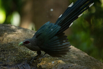 Green-billed malkoha  in the rain forest