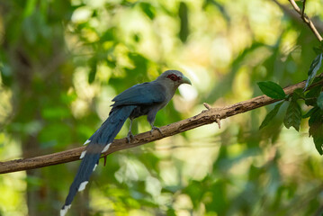 Green-billed malkoha  in the rain forest