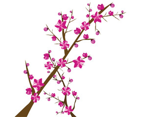 nature spring plant cherry blossom	