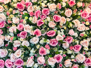 Pink and white rose backdrop