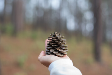 Pine cones on a woman hand in a forest on a sunny day