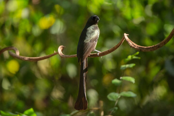 Racquet-tailed Treepie bird in the rain forest