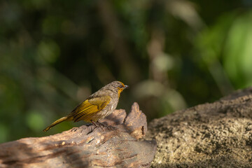 Stripe-throated bulbul stand in the rain forest