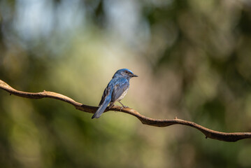Verditer Flycatcher bird in the rain forest