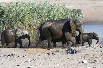 Elefantenherde (loxodonta africana) am Wasserloch Chudop im Etoscha Nationalpark in Namibia. 