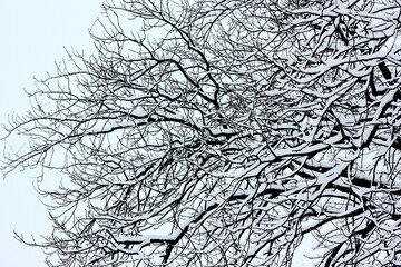 tree branches in the snow