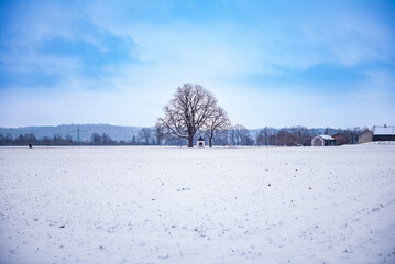 A big tree stands by a chapel in the countryside
