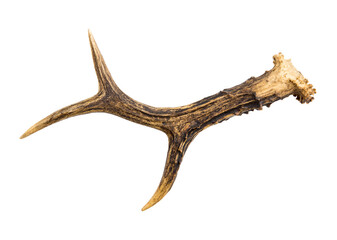 One European roe deer (chevreuil) antler found in forest, isolated on white background. A bit...