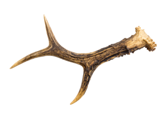 One European roe deer (chevreuil) antler found in forest, isolated on white background. A bit weathered.