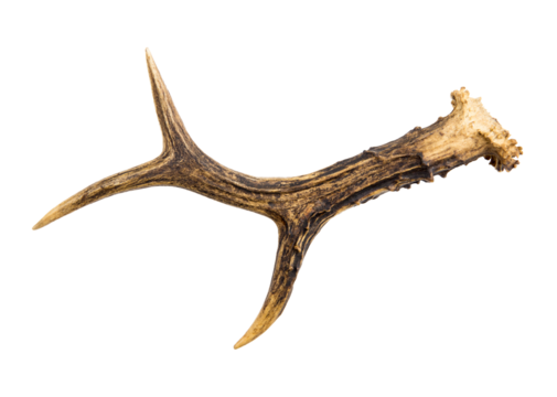 One European roe deer (chevreuil) antler found in forest, isolated on white background. A bit weathered.