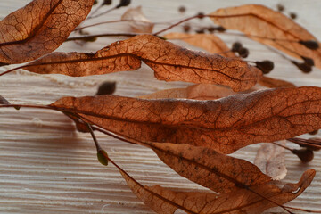 Linden 1