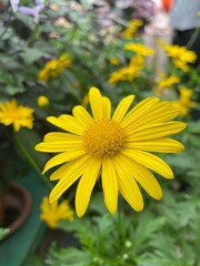 Obraz premium Yellow daisy flower nature floral