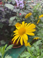 Yellow daisy flower nature floral