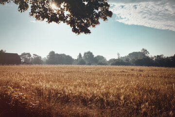 Korn - Ecology - Corn - Bioeconomy - Golden wheat field and sunny day - High quality photo	
