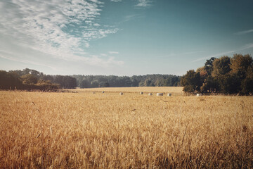 Korn - Ecology - Corn - Bioeconomy - Golden wheat field and sunny day - High quality photo	