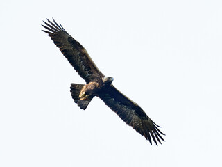 Golden eagle (Aquila chrysaetos)