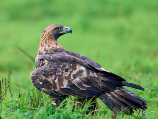 Golden eagle (Aquila chrysaetos)