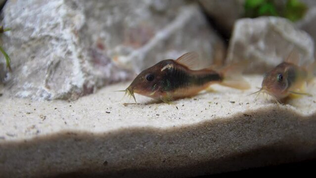 A bronze cory sitting on a leaf in an aquarium 
