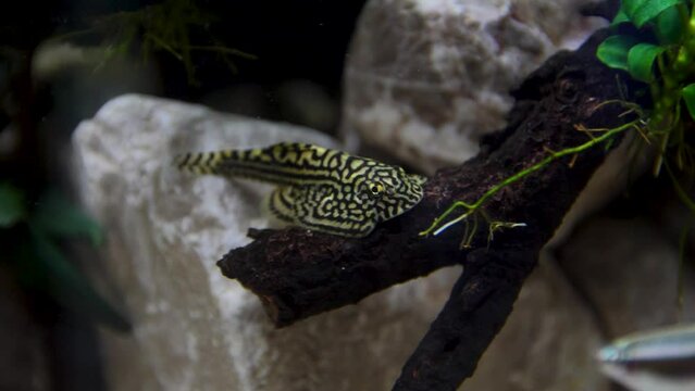 Footage of a hillstream loach swimming around an aquarium with a natural environment 