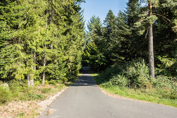 typical landscape of firn trees in the French region of the Auvergne