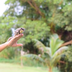Sugarglider