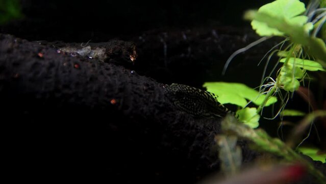 Footage of a hillstream loach swimming around an aquarium with a natural environment 