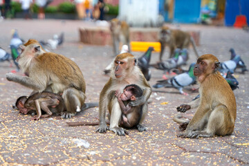 Wild monkeys at the entrance to the Batu Caves take food from the pigeons that visitors feed