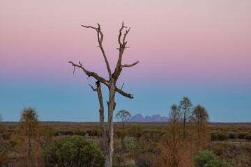 A dead tree frames Kata Tjuta in the backgound, and gorgeous pastel skies.